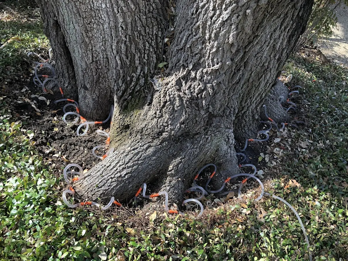 Detailed Tree Cabling and Bracing job site in Prophetstown