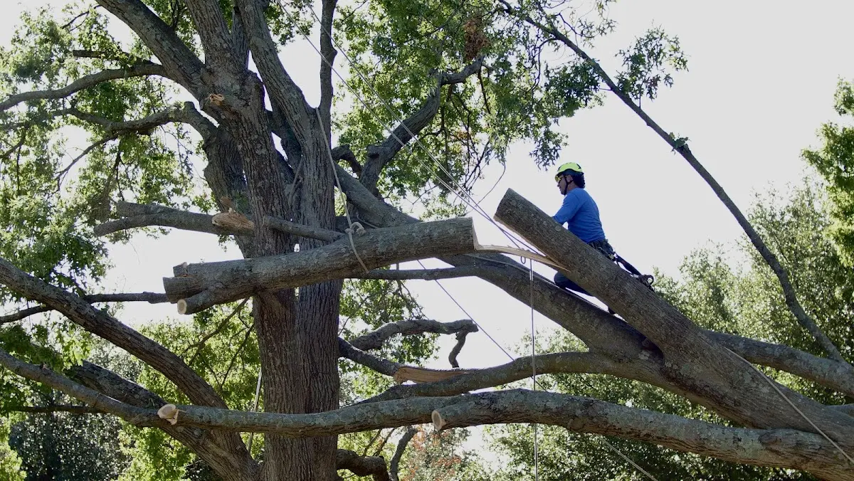 Professional Crown Thinning performed by certified arborists in Prophetstown