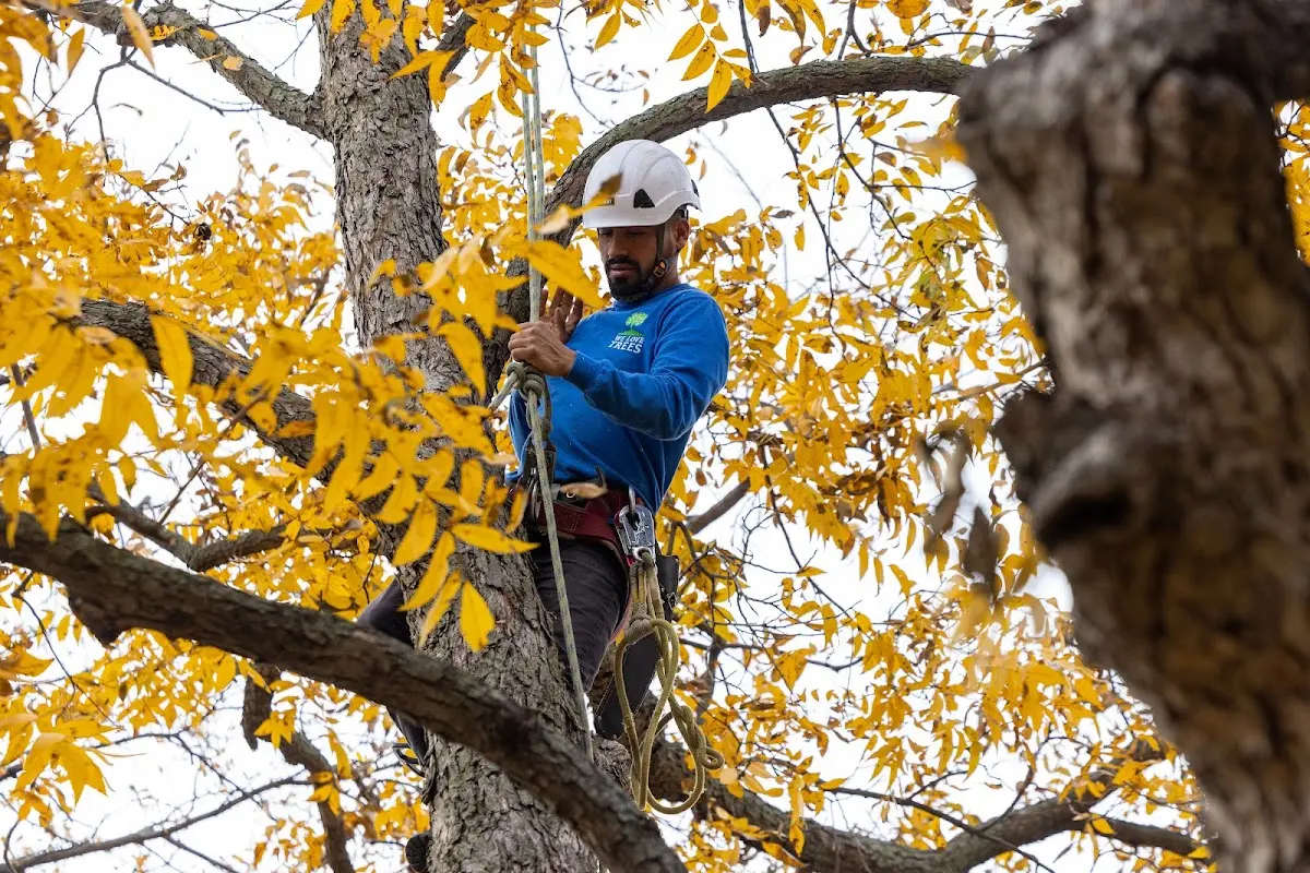 Skilled Tree Planting crew working in Prophetstown